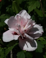 Jimmy's Double Pink Althea, Blushing Bride Rose of Sharon, Hibiscus syriacus 'Jimmy's Double Pink'